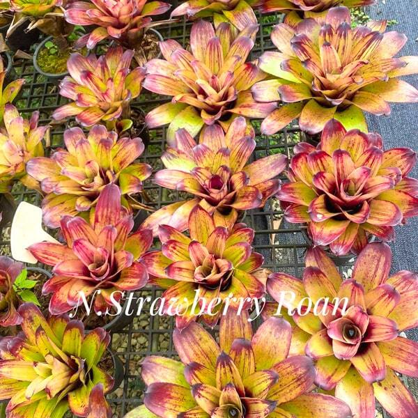 Neoregelia STRAWBERRY ROAN