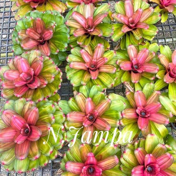 Neoregelia TAMPA
