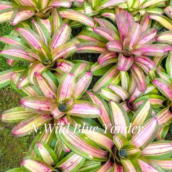 Neoregelia WILD BLUE YONDER