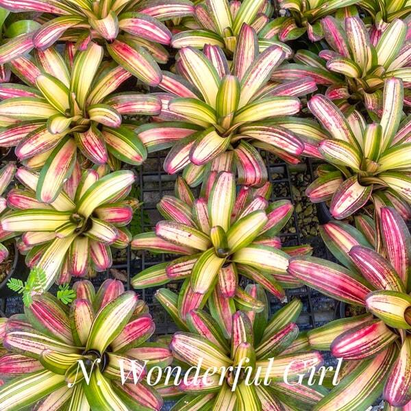 Neoregelia WONDERFUL GIRL