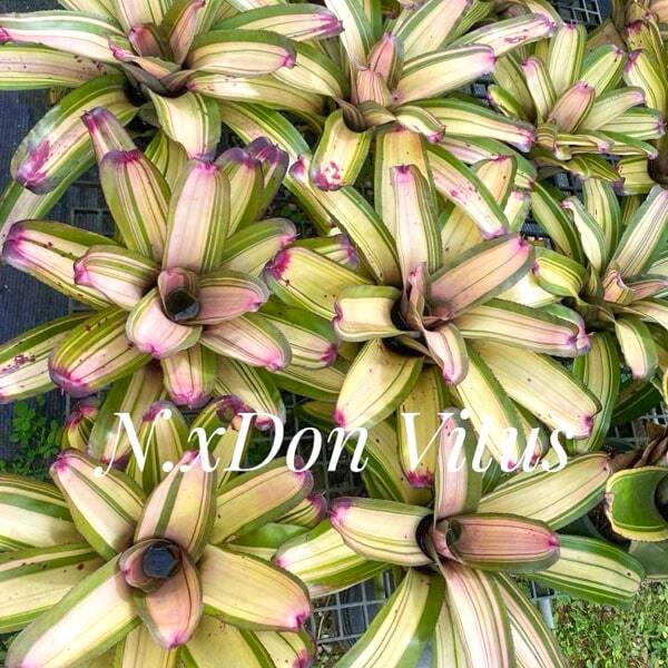 Neoregelia X DON VITUS