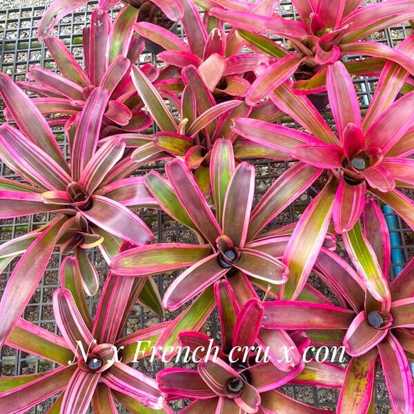 Neoregelia FRENCH CRU X CON
