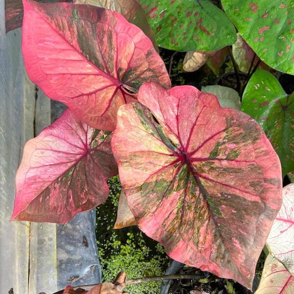 Caladium NGA MUEANG NON