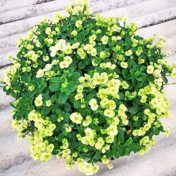 Euphorbia Milii dwarf NAB THONG