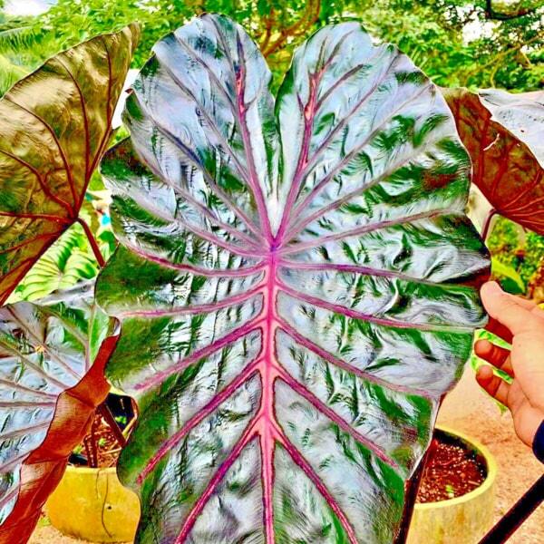 Colocasia NAGA BLESS