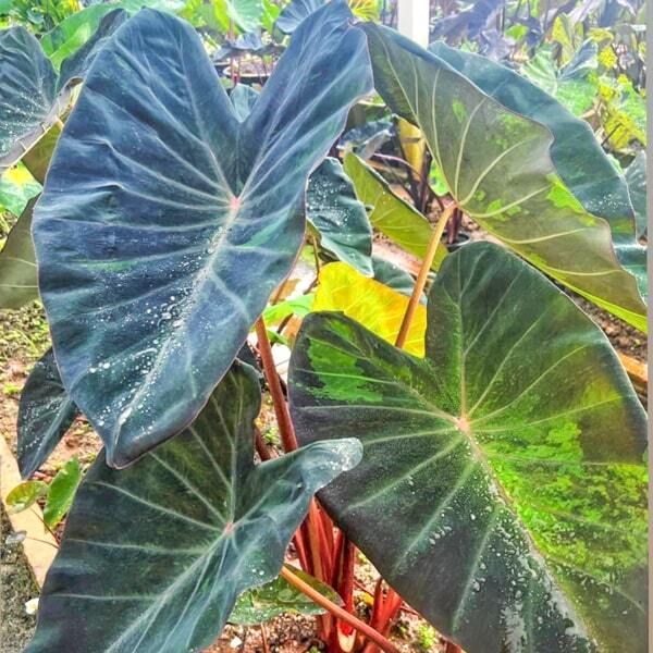 Colocasia NEBULA