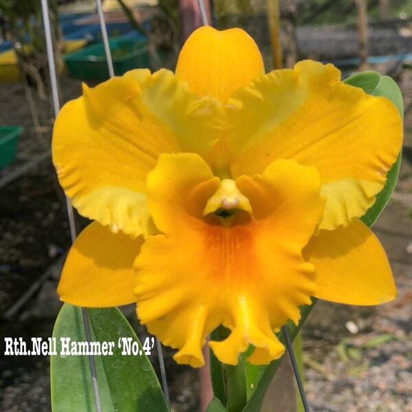 Rhyncattleanthe orchid RTH. NELL HAMMER N4