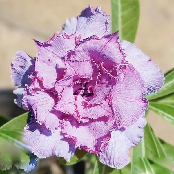 Adenium obesum NEW FUJI