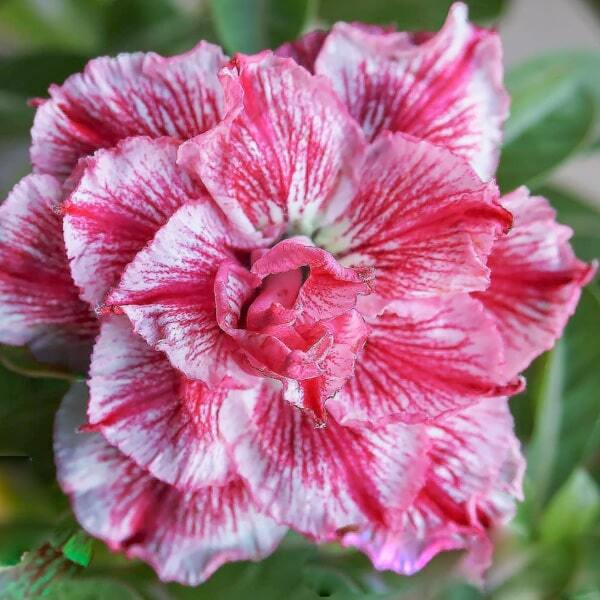 Adenium obesum NEW MAJELLA