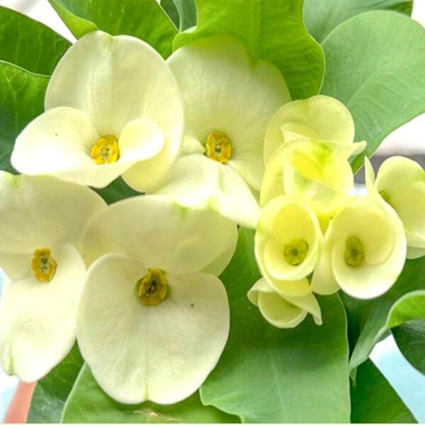 Euphorbia Milii NGERN TRA