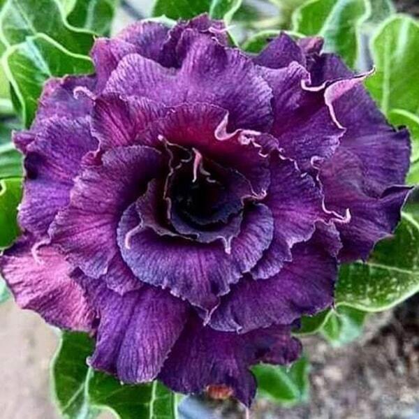 Adenium obesum SIAM 7654