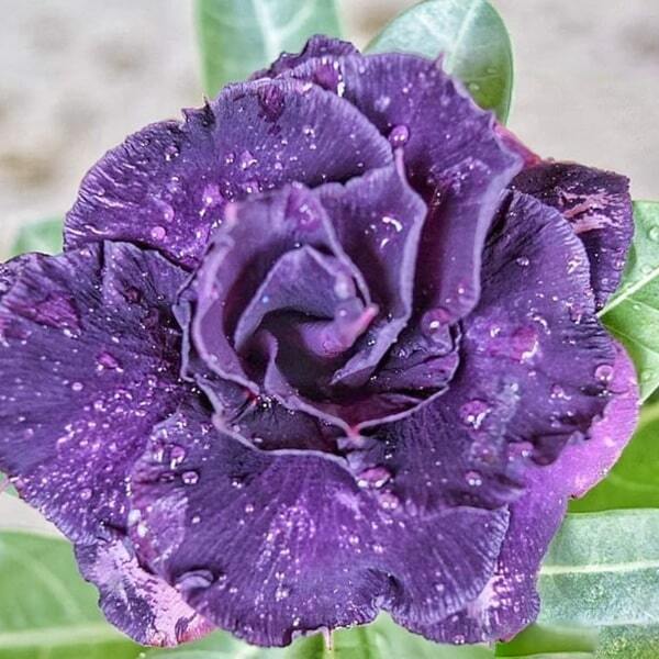 Adenium obesum NIGHT ANGEL