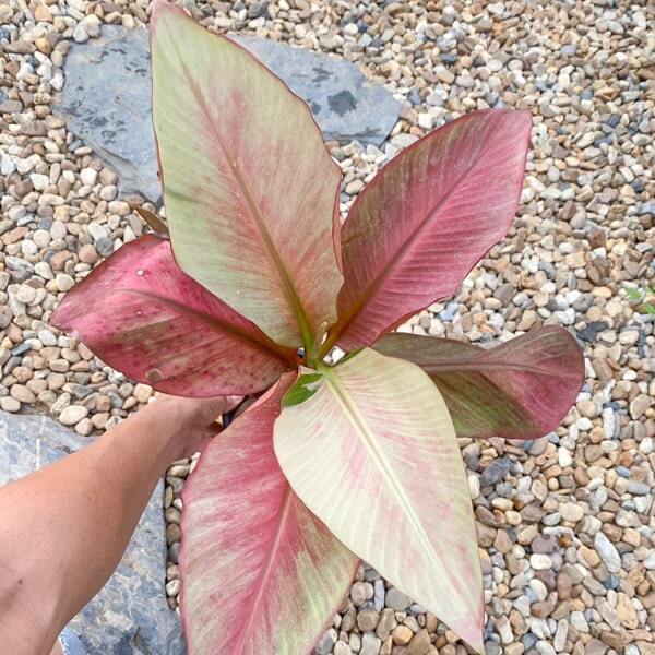 Banana variegated NONO MINT