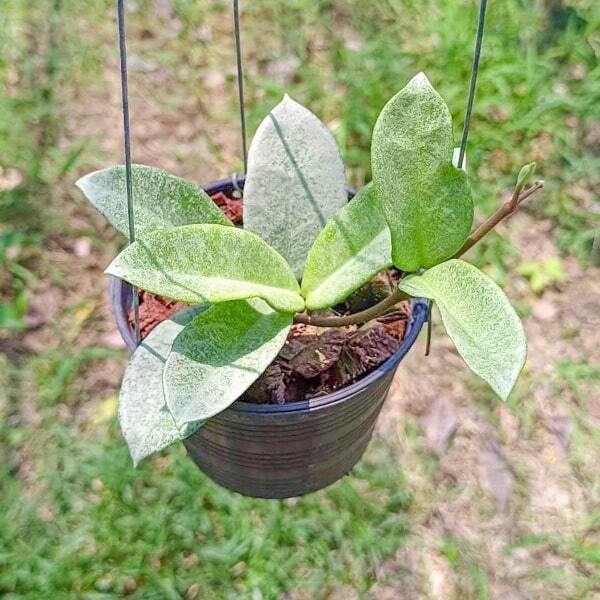 Hoya NOVA GHOST