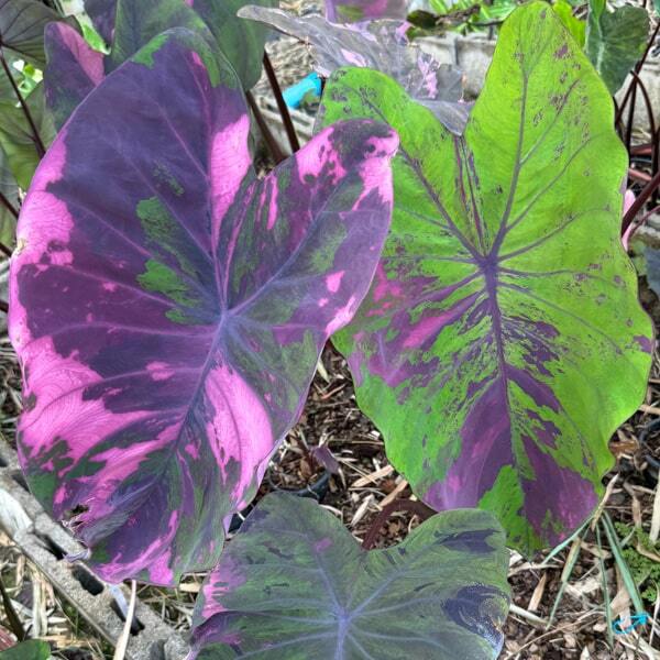 Colocasia NUB DOW