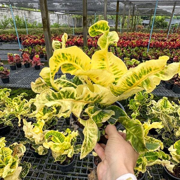 Croton NUEA THONG