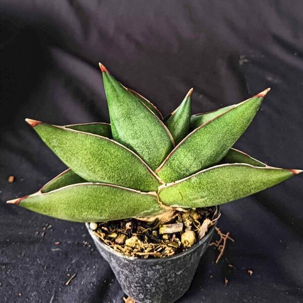 Sansevieria OPERA HOUSE