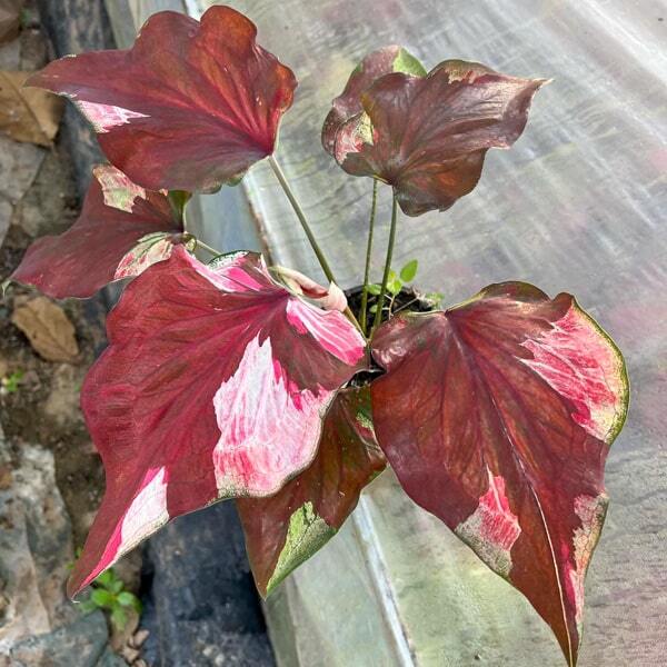 Caladium ONG YING THO FAN