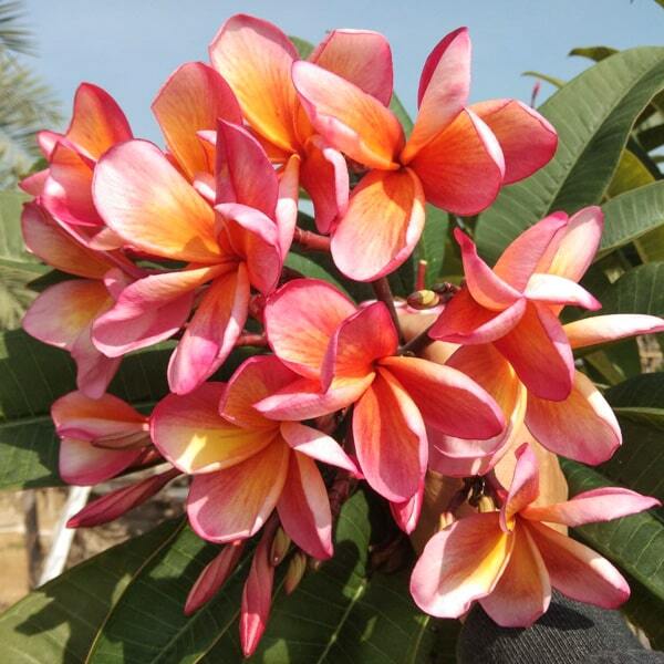 Plumeria ORANGE SRT