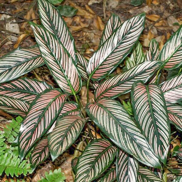 Calathea ORNATA (LINDEN) K…RN