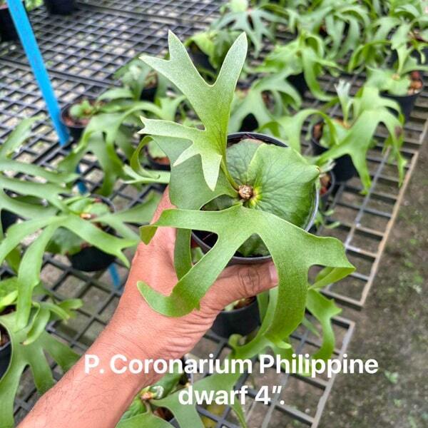 Platycerium P.CORONARIUM PHILIPPINE DWARF