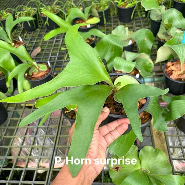 Platycerium P.HORN SURPRISE