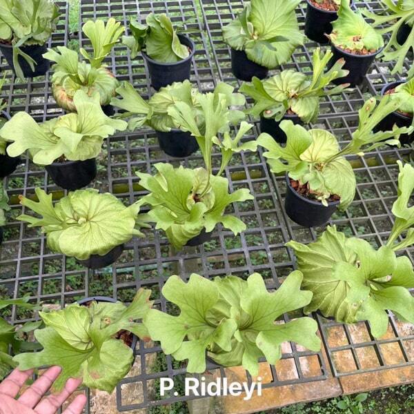 Platycerium P.RIDLEYI