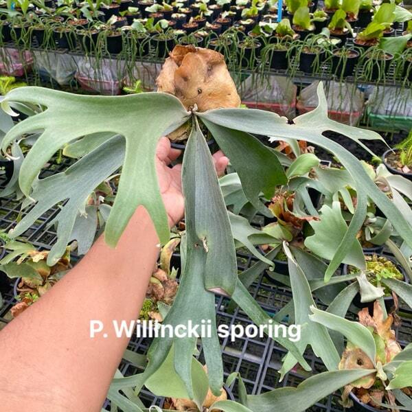 Platycerium P.WILLINCKII SPORING