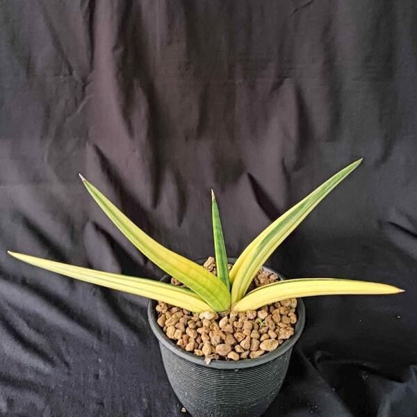 Sansevieria PATENS VAR