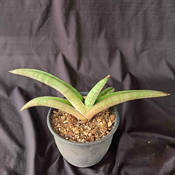 Sansevieria PFISTERI