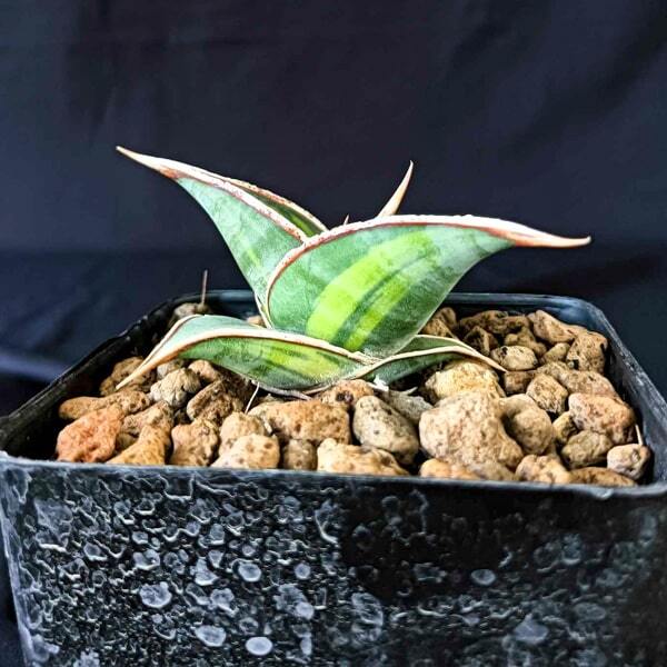 Sansevieria PINGUICULA YELLOW