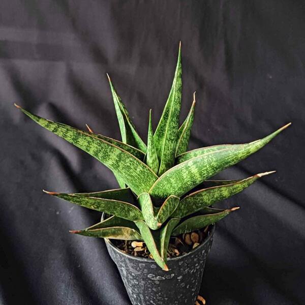 Sansevieria PLABU