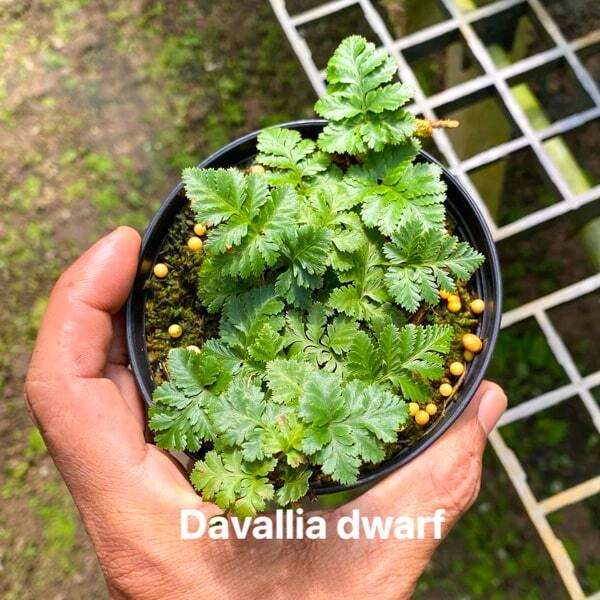 Davallia D.DWARF