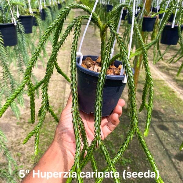 Huperzia H.CARINATA SEEDA 5"
