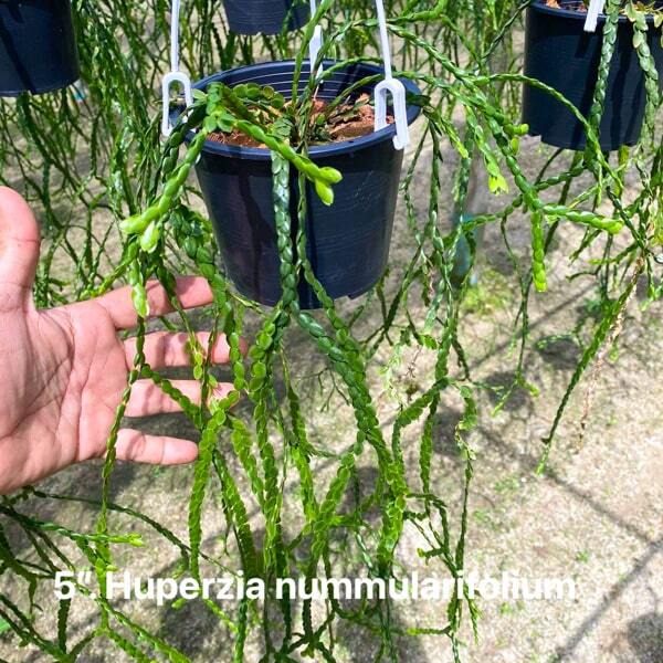 Huperzia H.NUMMILARIIFOLIA 5"