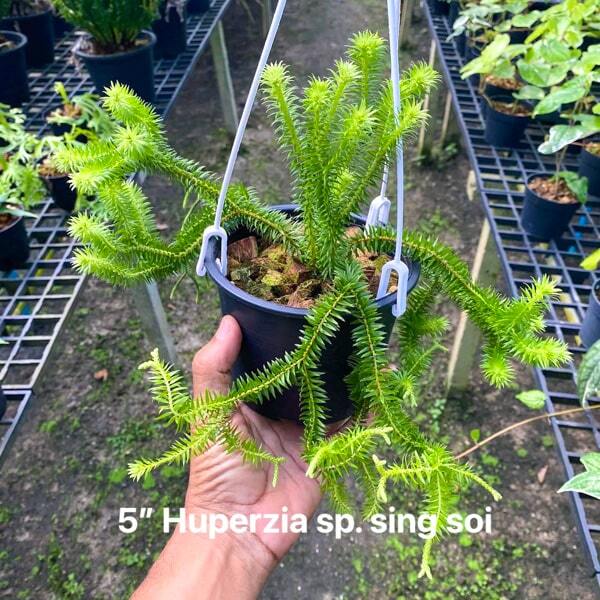 Huperzia H.SING SOI 5"