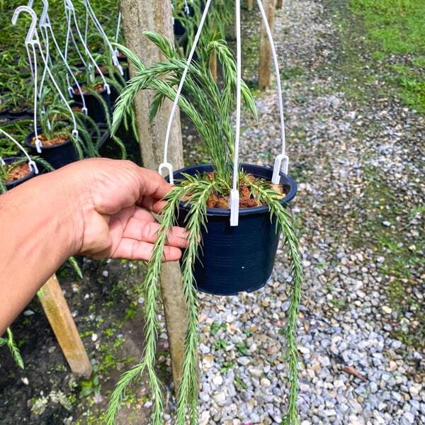 Huperzia H.SPECIAL BLUE