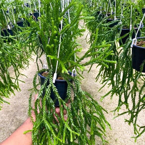 Huperzia H.TRIANGLE SATUN 5"