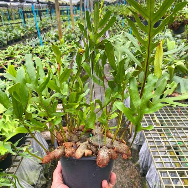 Lecanopteris L.CRUSTACEA