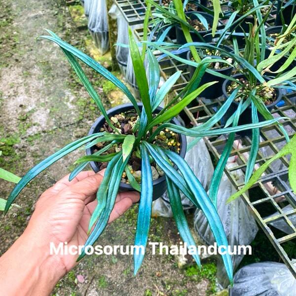 Microsorum M.THAILANDICUM