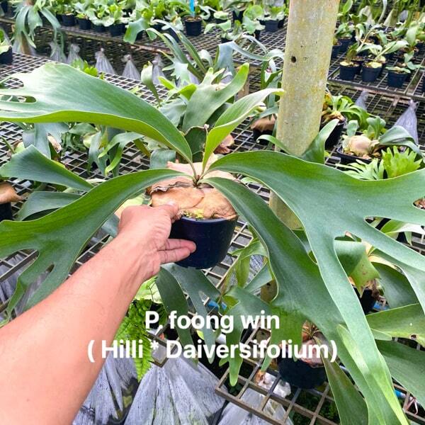 Platycerium P.DIVERSIFOLIUM