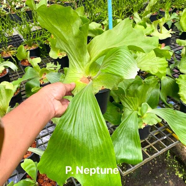 Platycerium P.NEPTUNE