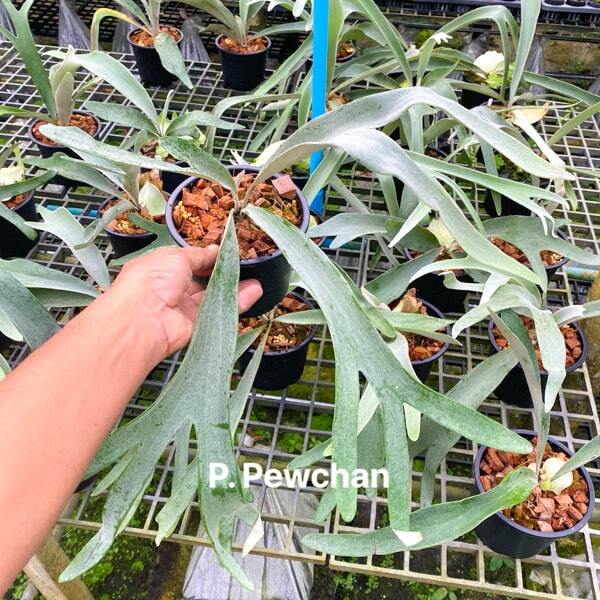 Platycerium P.PEWCHAN