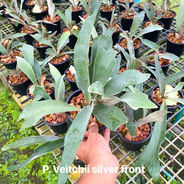 Platycerium P.VEITCHII SILVER FRONT