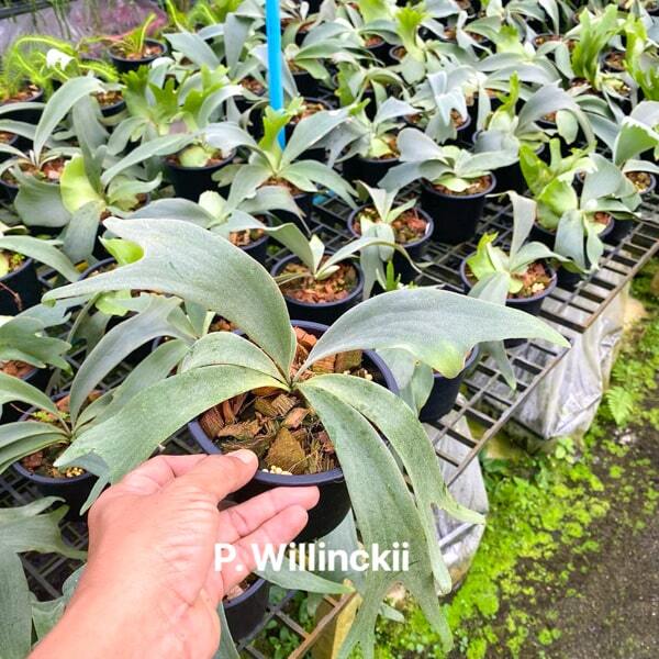 Platycerium P.WILLINCKII