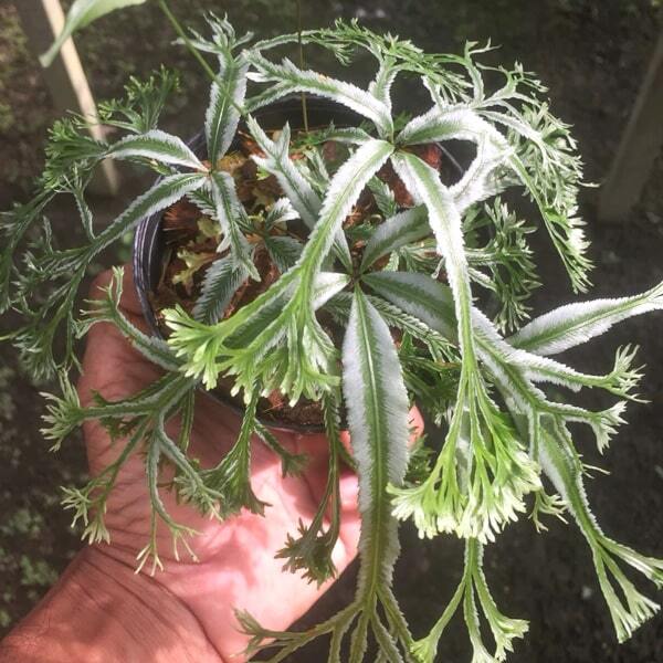 Pteris P.VAR MUT