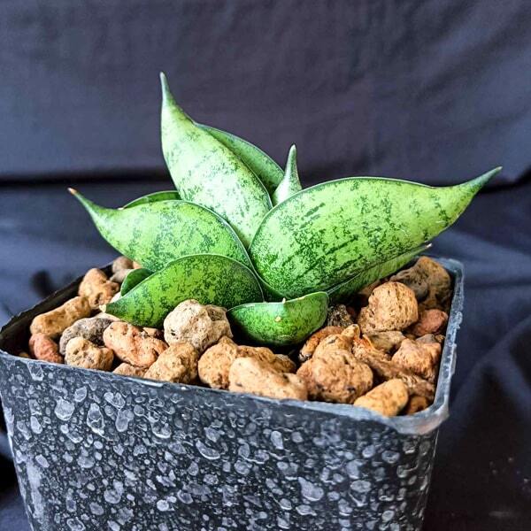 Sansevieria PUMPUI