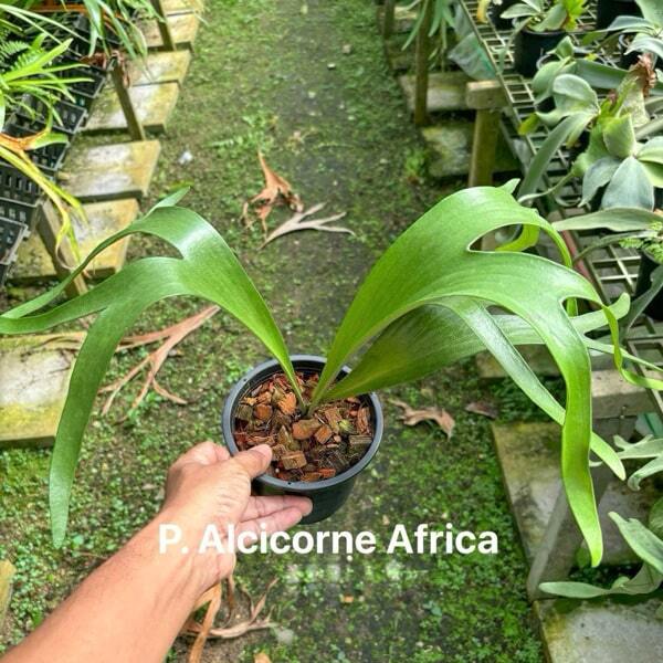 Platycerium P.ALCICORNE AFRICA