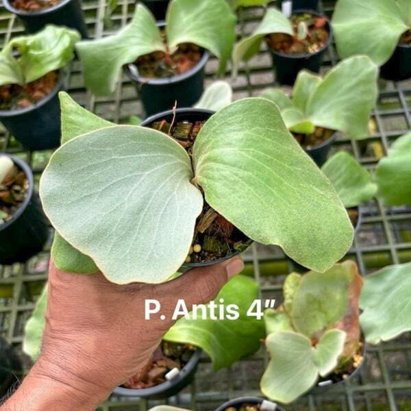 Platycerium P.ANTIS
