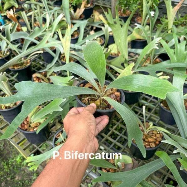 Platycerium P.BIFURCATUM